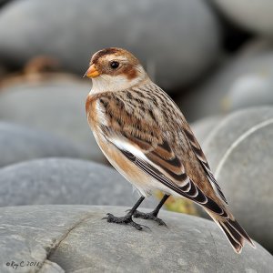 First Snow Bunting this season