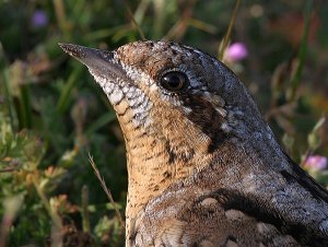 Wryneck