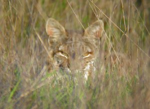 Bobcat