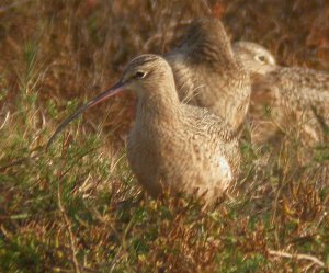 Long-billed Curlew