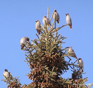 Waxwing flock passing through..