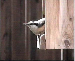 Red-breasted Nuthatch