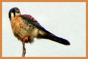 American Kestrel