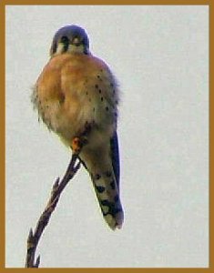 American Kestrel