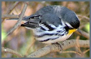 Yellow-throated Warbler