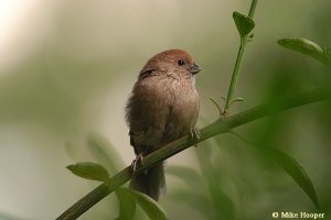 Vinous-throated Parrotbill