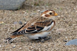 Snow Bunting with 200mm