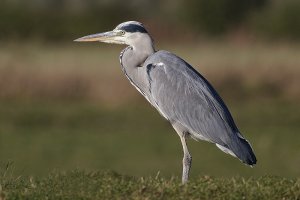 Grey Heron