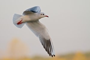 Early morning gull