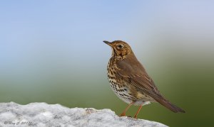 Song Thrush in the snow