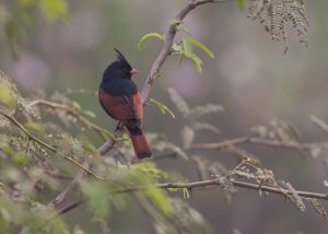 Crested Bunting