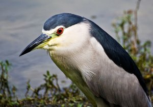 Black Crowned Night Heron