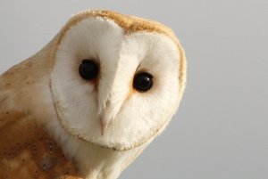 Tyto Time (Barn Owl)