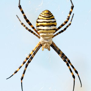 Wasp Spider