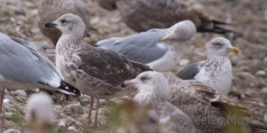 Second Cycle Lesser Black-backed Gull: Waterloo, Ontario, Canada