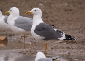 Lesser Black-backed Gull: Waterloo, Ontario, Canada