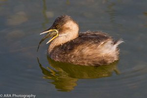Little Grebe with fish 1