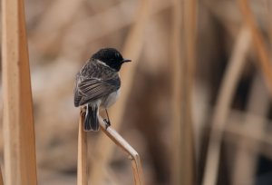 White-tailed Stonechat