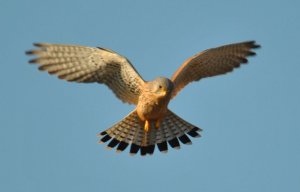 Male Common Kestrel Hovering