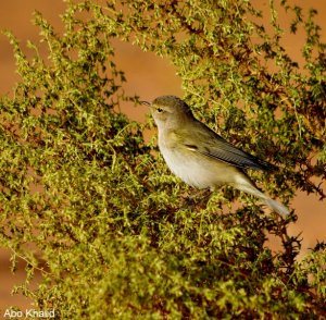 Chiffchaff