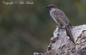 Little Wattlebird