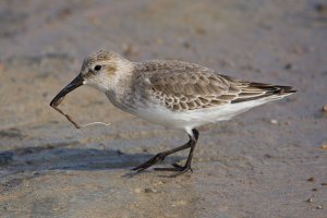 Little Stint with a Worm