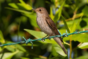 Spotted Fly Catcher