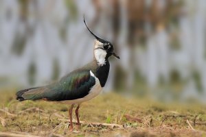 Lapwing