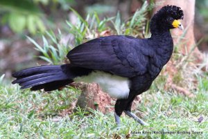 Black Currasow