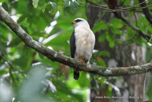 Black-faced Hawk