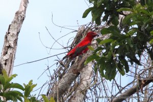 Crimson Fruitcrow