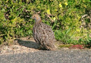 Grey-winged Francolin