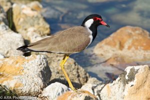 Red Wattled Plover