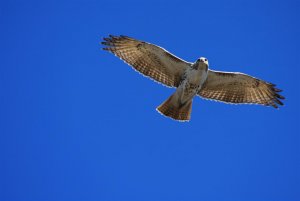 Red Tail Hawk