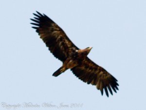 Tawny Eagle