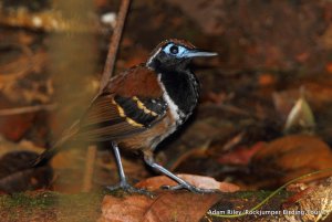 Ferruginous-backed Antbird