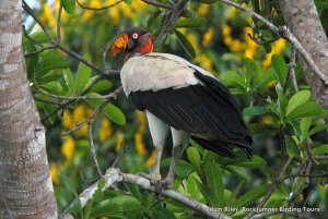 King Vulture