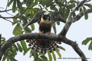 Orange-breasted Falcon