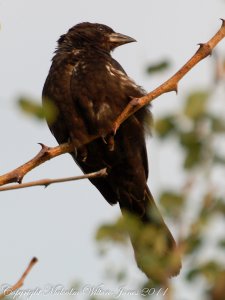 Red-billed Buffalo-Weaver juvenile