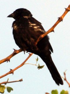 Red-billed Buffalo Weaver