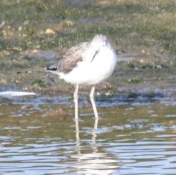 identification please - small wader