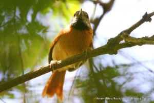 Hoary-throated Spinetail