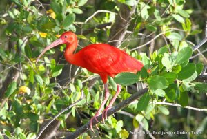 Scarlet Ibis