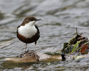 Dipper