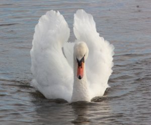 swan seeing off interlopers