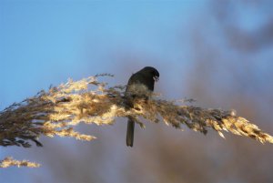 The Juncos are back!