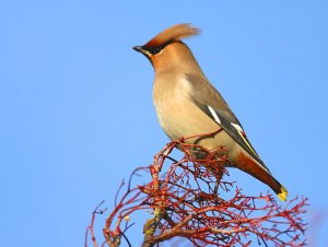 Waxwing