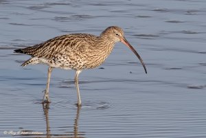 Curlew at 800mm f11 and AF'd