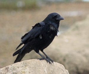 windblown carrion crow