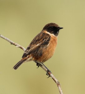 stonechat